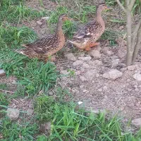 اردک مرغابی محلی