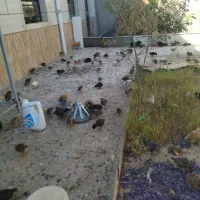 جوجه مرغ خانگی|حیوانات مزرعه|رشتخوار, |دیوار