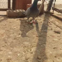 کبوتر|پرنده|گنبد کاووس, |دیوار