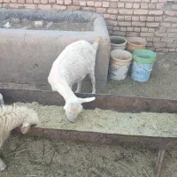 بره بز گوسفند چپش بزغاله میش شیشک گاو گوساله