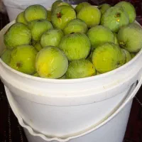 انجیر|خوردنی و آشامیدنی|گنبد کاووس, |دیوار
