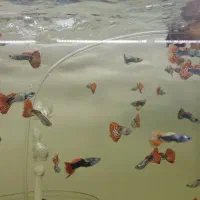 گوپی در انواع نژاد