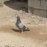 کبوتر