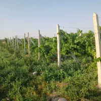 باغ-شمس-جان