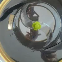 سبزی خردکن خانگی|خردکن، آسیاب، غذاساز|کرج, شاهین‌ویلا|دیوار