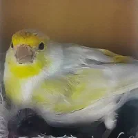 قناری ماده جفتی سهره