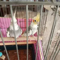 عروس هلندی