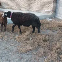 قوچ قره چال