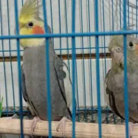 فروش عروس هلندی