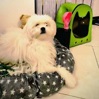 سگ شیتزو ماده|سگ|ری, امین آباد|دیوار