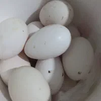 تخم غاز