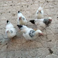 برهما|حیوانات مزرعه|نقده, |دیوار