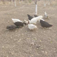 فروش مرغ و اردک