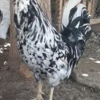 تخم مرغ و جوجه گلین ریشی چهل تاج فروشی