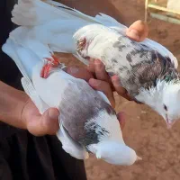 کبوتر طوقی|پرنده|زاگرس, |دیوار