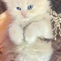 بچه گربه پرشین