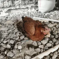 دو عدد مرغ در حمیدیه