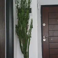 کاکتوس افوربیا