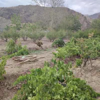 باغ واقع در روستای قز|فروش زمین و ملک کلنگی|سبزوار, کراب|دیوار