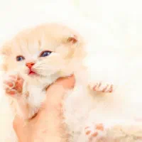 گربه کاراملی اسکاتیش