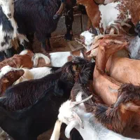 کهره نر و بز با قصابی خود بندرعباس|حیوانات مزرعه|بندرعباس, |دیوار