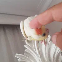 عروس هلندی فندق و پیکو رام و دستی|پرنده|اردبیل, |دیوار