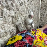 عروس هلندی نر گم شده شیرینی برای یابنده