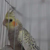 طوطی برزیلی با تخم و جوجه عروس هلندی|پرنده|بندرعباس, |دیوار