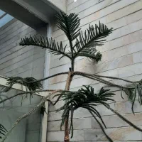 همه گلدون ها باهم فقط ۳ تومن|گل و گیاه طبیعی|اصفهان, سرچشمه|دیوار