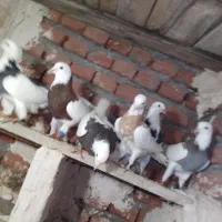 کبوتر|پرنده|ملکان, |دیوار