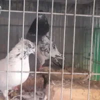 کفتر پرشی بشرط