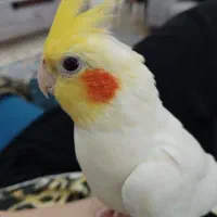 عروس هلندی نر
