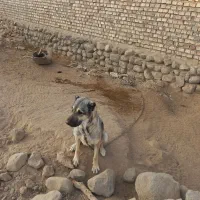 ماده‌سک‌سرابی۲ساله