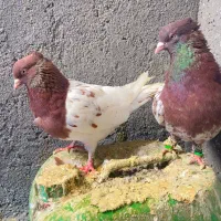 کله سرخ شرابی