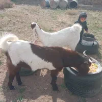 بزغاله خانگی اروم وسرحال