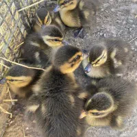 بچه اردک محلی