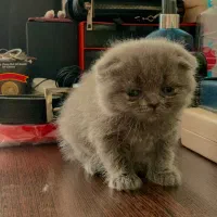 گربه اسکاتیش بلو فولد