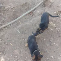 واگذاری توله سگ ژرمن اصل|سگ|کرمانشاه, |دیوار