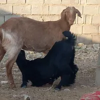 گیسه کهره دار.بز .میش .بره.قوچ