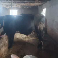 فروش گوساله سیمینتال