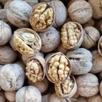 گردو درجه ۱