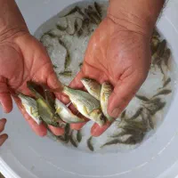 فروش بچه ماهی گوشتی کپور