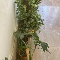 گل طبیعی|گل و گیاه طبیعی|گلبهار, شهر جدید گلبهار|دیوار