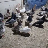 30عدد دورگ