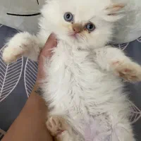 گربه واگذاری