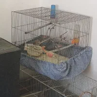 فنچ|پرنده|همدان, |دیوار