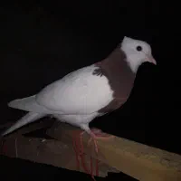 طوقی|پرنده|نیشابور, شهید بهشتی|دیوار