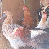 مرغ محلی|حیوانات مزرعه|بهبهان, |دیوار