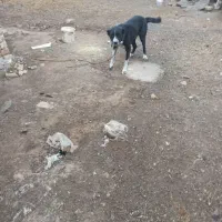 لاس گله ای به شرط