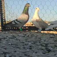 گرفتنی قلدور|پرنده|تربت‌حیدریه, قائم|دیوار